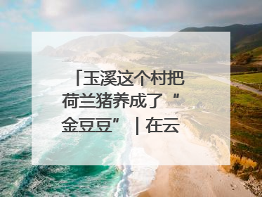 玉溪这个村把荷兰猪养成了“金豆豆”｜在云南样样好