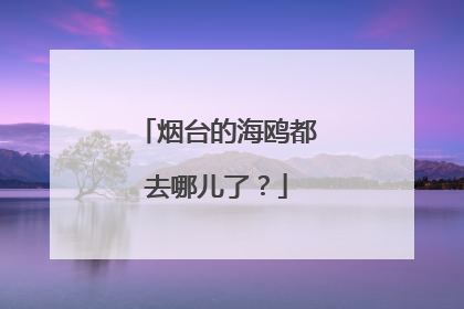 烟台的海鸥都去哪儿了？