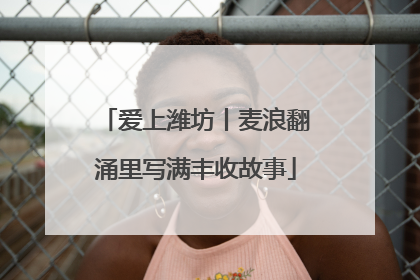 爱上潍坊丨麦浪翻涌里写满丰收故事