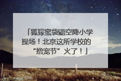 狐獴蜜袋鼯空降小学操场！北京这所学校的“撸宠节”火了！