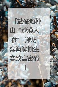 盐碱地种出“沙漠人参” 潍坊滨海解锁生态致富密码