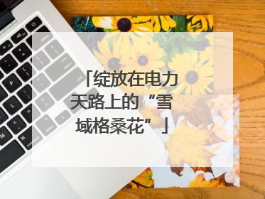 绽放在电力天路上的“雪域格桑花”
