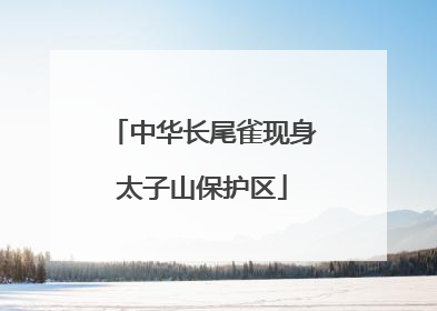 中华长尾雀现身太子山保护区