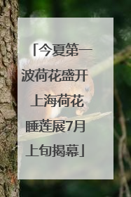 今夏第一波荷花盛开 上海荷花睡莲展7月上旬揭幕