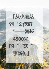 从小蘑菇到“金疙瘩“——海拔4500米的““菇“事新传