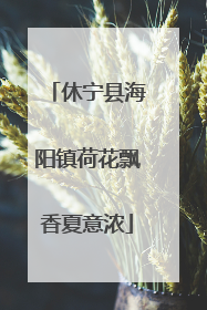 休宁县海阳镇荷花飘香夏意浓