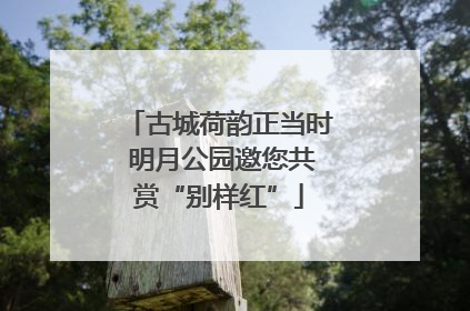 古城荷韵正当时 明月公园邀您共赏“别样红”