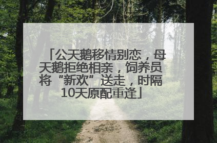 公天鹅移情别恋，母天鹅拒绝相亲，饲养员将“新欢”送走，时隔10天原配重逢