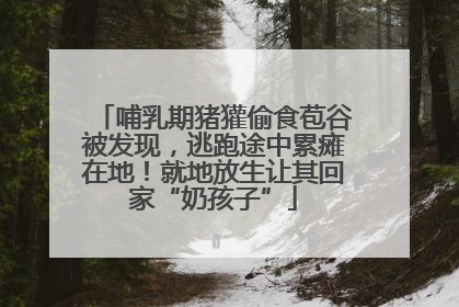 哺乳期猪獾偷食苞谷被发现，逃跑途中累瘫在地！就地放生让其回家“奶孩子”