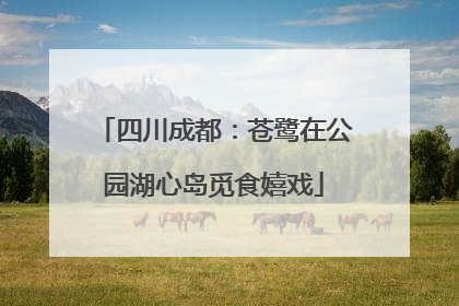 四川成都：苍鹭在公园湖心岛觅食嬉戏