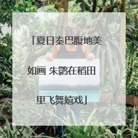 夏日秦巴腹地美如画 朱鹮在稻田里飞舞嬉戏