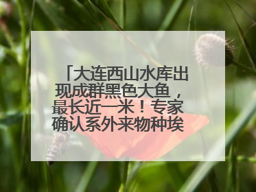 大连西山水库出现成群黑色大鱼，最长近一米！专家确认系外来物种埃及塘鲺