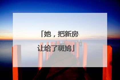 她，把新房让给了斑鸠
