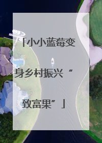 小小蓝莓变身乡村振兴“致富果”