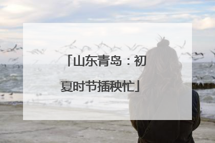 山东青岛：初夏时节插秧忙