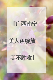 广西南宁美人蕉绽放美不胜收