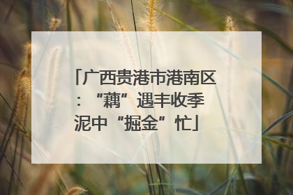 广西贵港市港南区：“藕”遇丰收季 泥中“掘金”忙