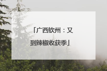 广西钦州：又到辣椒收获季