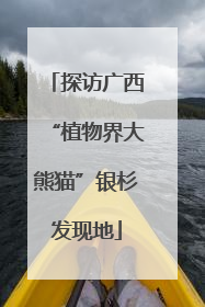 探访广西“植物界大熊猫”银杉发现地