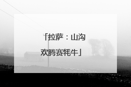 拉萨：山沟欢腾赛牦牛