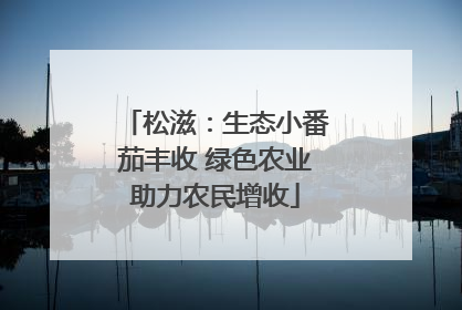 松滋：生态小番茄丰收 绿色农业助力农民增收