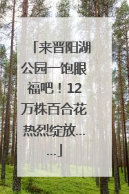 来晋阳湖公园一饱眼福吧！12万株百合花热烈绽放……