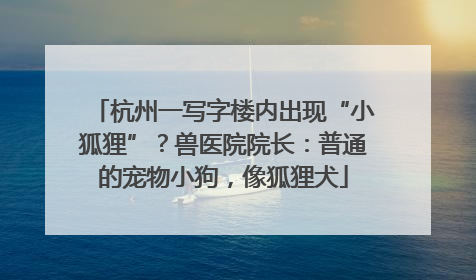 杭州一写字楼内出现“小狐狸”？兽医院院长：普通的宠物小狗，像狐狸犬
