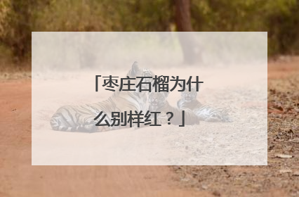 枣庄石榴为什么别样红？