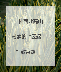 桂西北高山村寨的“云端”致富路