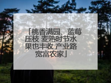桃香满园、蓝莓压枝 麦熟时节水果也丰收 产业路宽富农家