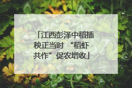 江西彭泽中稻插秧正当时 “稻虾共作”促农增收