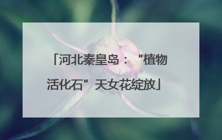 河北秦皇岛：“植物活化石”天女花绽放