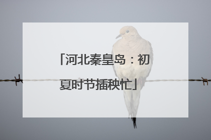 河北秦皇岛：初夏时节插秧忙