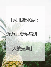 河北衡水湖：近万只夏候鸟进入繁殖期