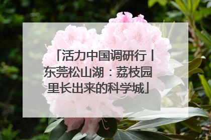 活力中国调研行丨东莞松山湖：荔枝园里长出来的科学城