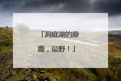 洞庭湖的麋鹿，最野！