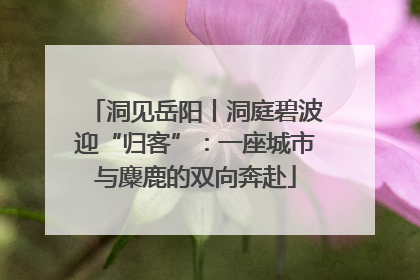 洞见岳阳丨洞庭碧波迎“归客”：一座城市与麋鹿的双向奔赴
