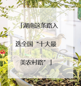 湖南这条路入选全国“十大最美农村路”