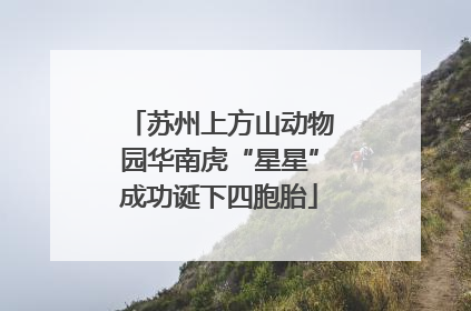 苏州上方山动物园华南虎“星星”成功诞下四胞胎