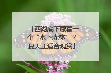 西湖底下藏着一个“水下森林”？夏天正适合观赏