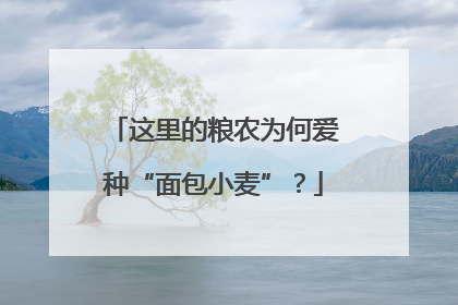 这里的粮农为何爱种“面包小麦”？