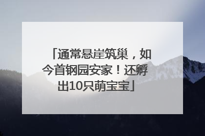 通常悬崖筑巢，如今首钢园安家！还孵出10只萌宝宝