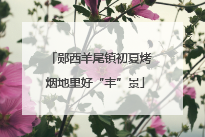 郧西羊尾镇初夏烤烟地里好“丰”景