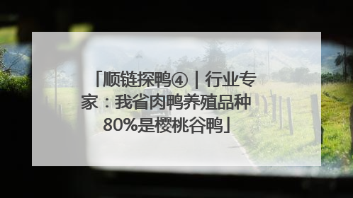顺链探鸭④｜行业专家：我省肉鸭养殖品种80%是樱桃谷鸭