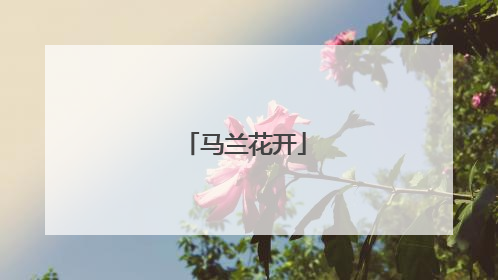 马兰花开