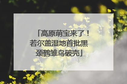高原萌宝来了！若尔盖湿地首批黑颈鹤雏鸟破壳