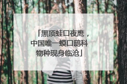 黑顶蛙口夜鹰，中国唯一蟆口鸱科物种现身临沧